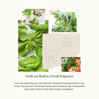 Thymes Moisturizing Hand Lotion for Dry Skin - Moisturizer for Beauty and Personal Care - Luxury Hand Lotion for Women & Men with Shea Butter & Aloe Vera (Fresh-Cut Basil, 9 fl oz)